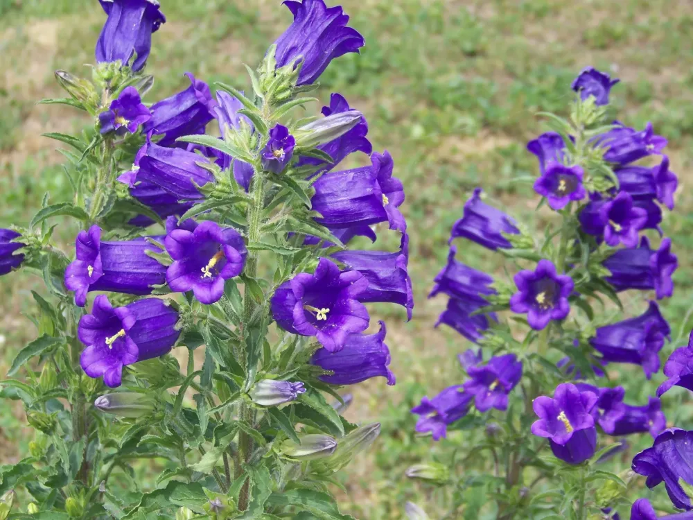 Fleurs violette dans un champs